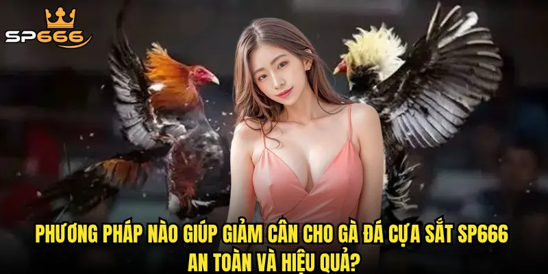Giảm cân cho gà đá cựa sắt: Có thật sự quyết định thắng thua trên võ đài? 3 Phương pháp nào giúp giảm cân cho gà đá cựa sắt Sp666 an toàn và hiệu quả?