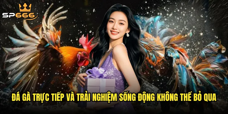 Đá gà trực tiếp Sp666 có mang lại cảm giác hồi hộp như ở trường gà thật? 2 Đá gà trực tiếp và trải nghiệm sống động không thể bỏ qua