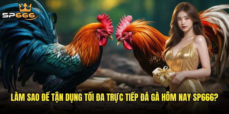 Trực tiếp đá gà hôm nay Sp666 có đang mang đến những trận cầu kịch tính nhất? 3 Làm sao để tận dụng tối đa trực tiếp đá gà hôm nay Sp666?