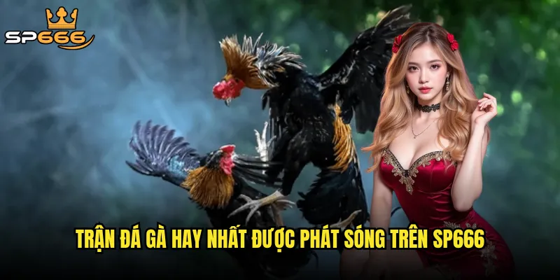 Trận đá gà hay nhất Sp666 có đem lại những khoảnh khắc nghẹt thở nhất? 2 Trận đá gà hay nhất được phát sóng trên Sp666