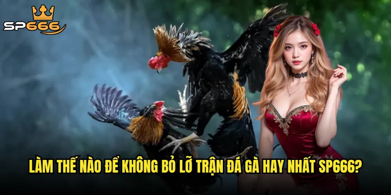 Trận đá gà hay nhất Sp666 có đem lại những khoảnh khắc nghẹt thở nhất? 3 Làm thế nào để không bỏ lỡ trận đá gà hay nhất Sp666?