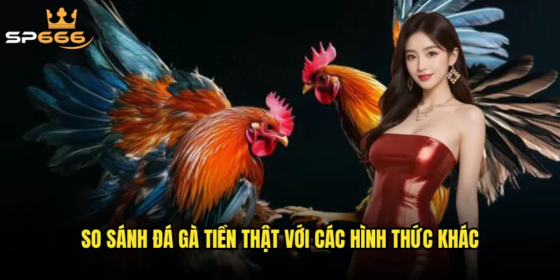 Đá gà tiền thật Sp666 có đang thay đổi hoàn toàn cách thức truyền thống? 2 So sánh đá gà tiền thật với các hình thức khác